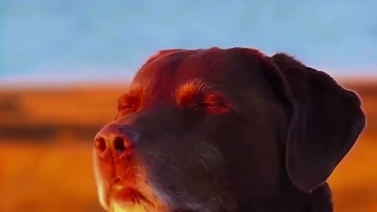 POV dad shuffles cards