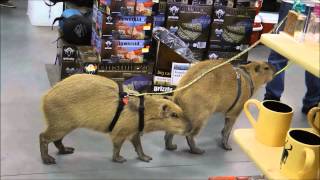 Capybaras Romeo and Tuff'n Go Shopping  カピバラロミオゴーショッピング