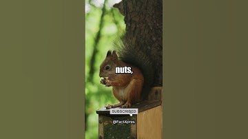 🐿️🌰 Guardians of the Forest: Squirrels