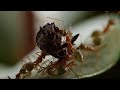 Ants Battle to Protect Their Fortress | Life Story | BBC Earth