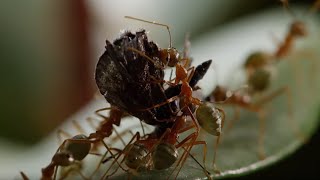 Ant Fortress Under Attack! - Life Story - BBC