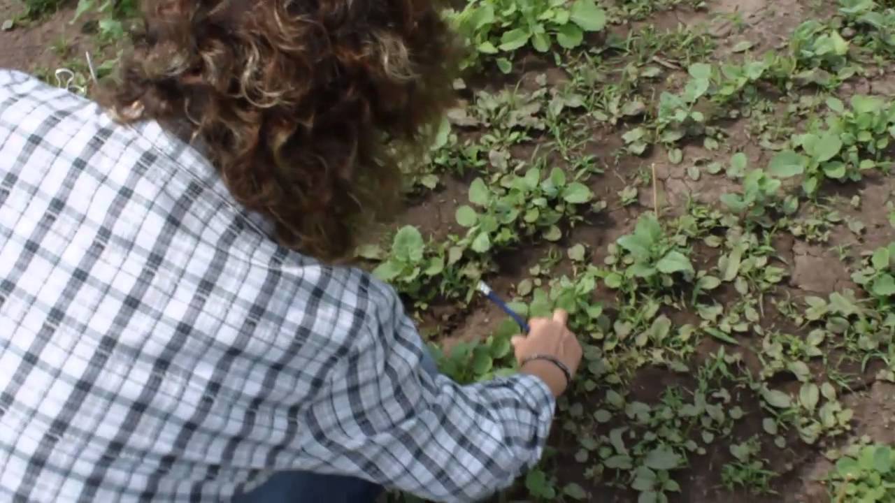 Colza... un cultivo de hábito invernal