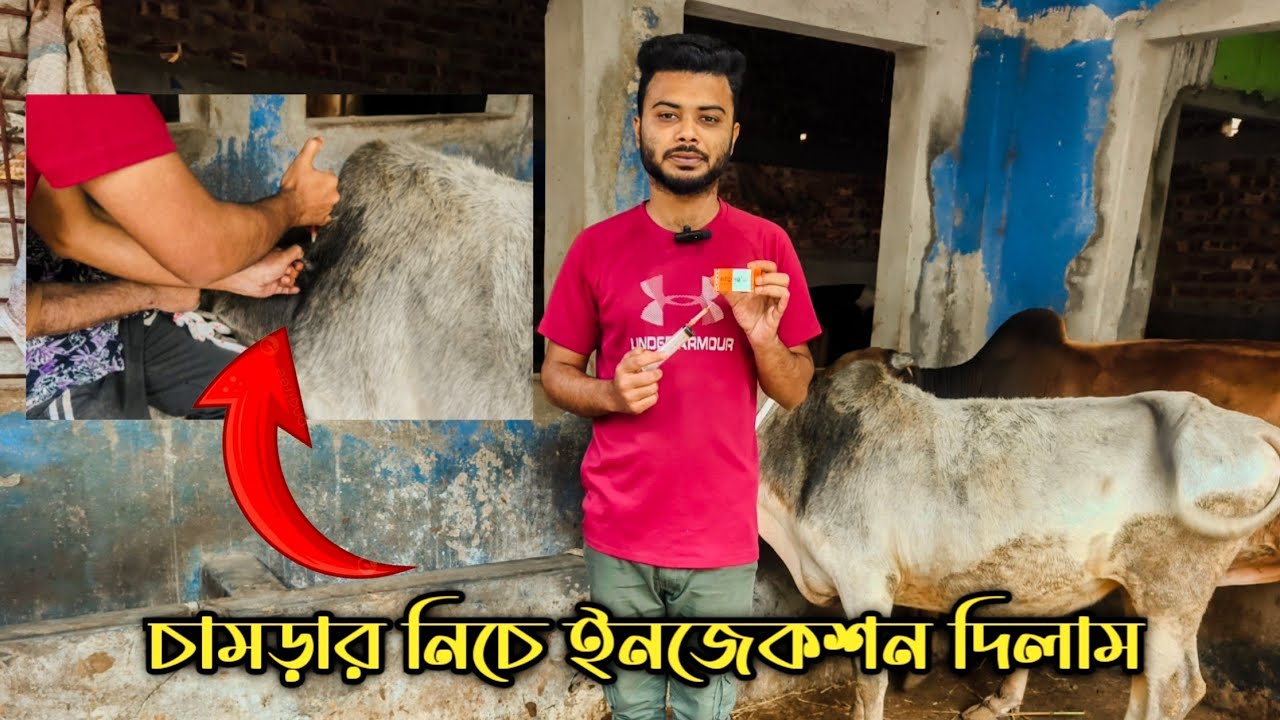 সবথেকে সহজ উপায়ে গরুকে কৃমির ইনজেকশন দেওয়ার নিয়ম।