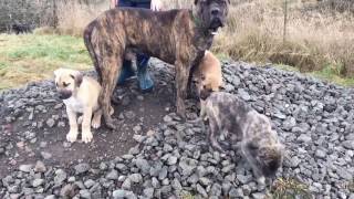 Country x Queen pups 50 Kangal 25 Boerboel 12 5 Dogo argentino 12 5 great dane