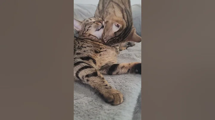 Video 11364561: bengal cat cleaning, bengal girl, bengal boy