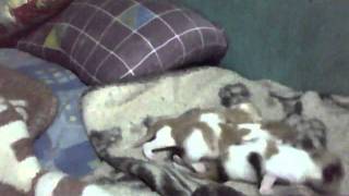 Capture 20110904