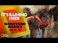 Reindeer Facts and Features