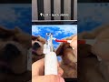 The perfect way to cut your dog’s nails 🐶💡#dognails #dog #dogsofttiktok #dogsofinstagram