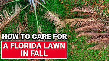 How To Care For A Florida Lawn In Fall - Ace Hardware