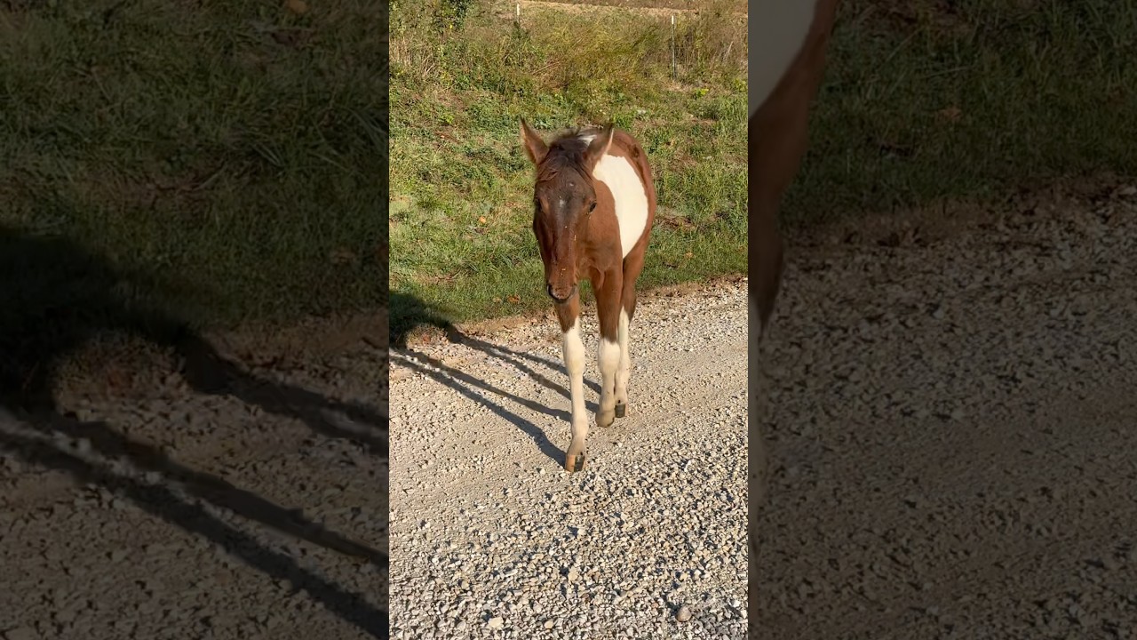 Our Foal Escaped! #horse #babyhorse #foal
