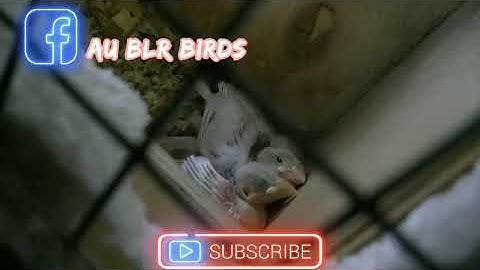 |Part-1|Java Sparrow Growth Eggs to Day 60|Hand Raising & Taming Java Sparrow|Au Blr Birds|