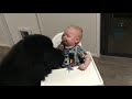 Baby gets his ears cleaned by big Newfoundland