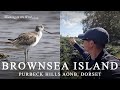 Exploring the best of brownsea island