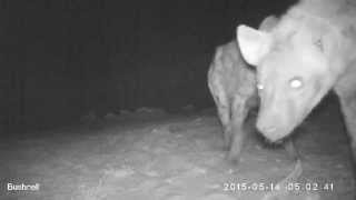 Playful hyenas on camera trap, Bushnell 119477C