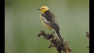 Black-backed Citrine Wagtail / Motacilla (citreola) calcarata at Kizil Agach, Azerbaijan 2019-05-26