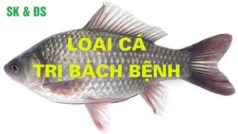 Bí mật về loại cá có thể trị bách bệnh | Cá Diếc (thuốc quý quanh ta)