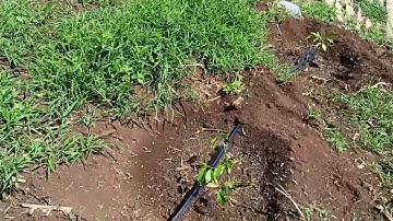 Lắp béc tưới gốc hiệu quả nhất cho cây cà phê...giá lại rẻ bèo..