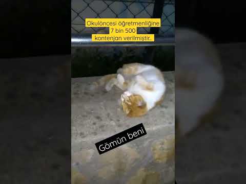 ÖĞRETMEN ATAMA KONTENJANLARI