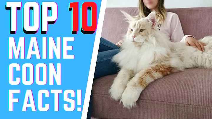 Video 853361: maine coon, breed facts