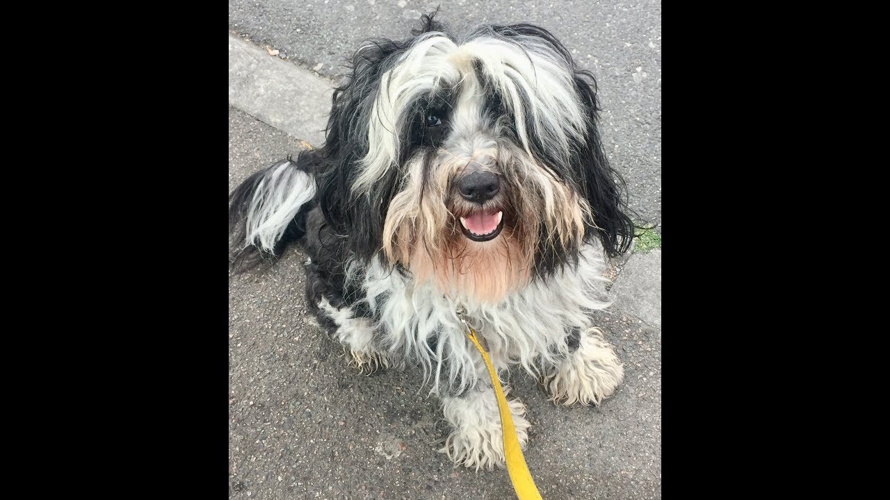 Grooming a Tibetan Terrier total Novice. YouTube