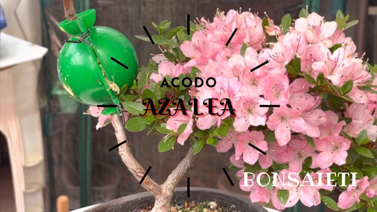 🌷 Acodo aéreo en una pequeña AZALEA