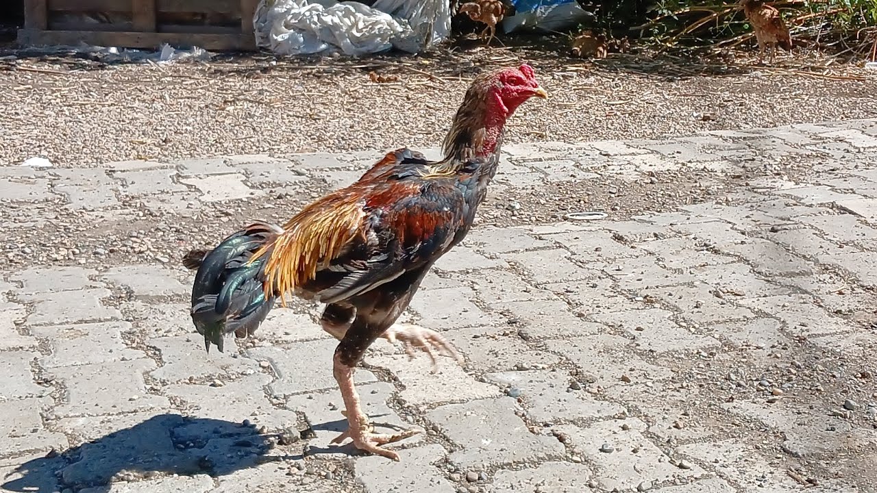 Yavruları sürüden ayırdım 