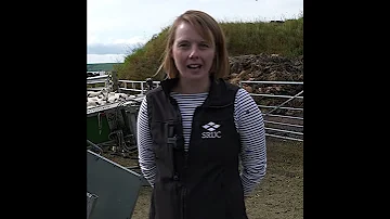 Simplifying Sheep Systems Top Tips 
