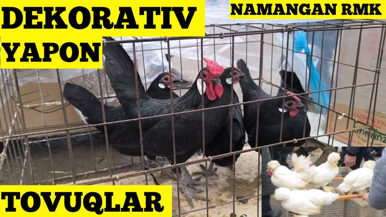 5-VIDEO DEKARATIVNI YAPON TOVUQLAR NAMANGAN RMK BOZORI 