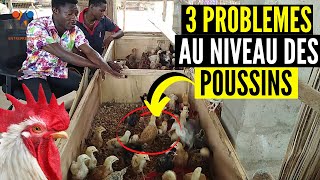 3 PROBLEMES que vous ALLEZ RENCONTRER au début de VOTRE ELEVAGE DE POULET en Afrique, Poulet Goliath