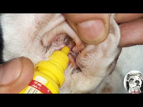 فيديو: تنظيف الأذنين والعيون: دليل إرشادي للجراء (والكلاب)