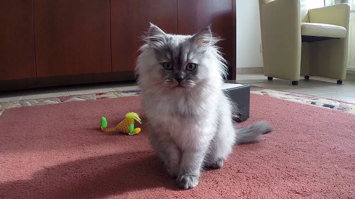 Watch the video about Persian kitten shaded silver playing with box and toys