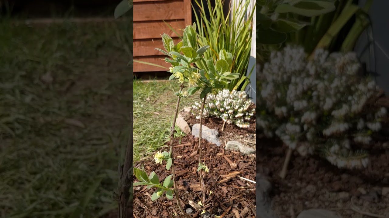 Lonicera caerulea var. kamtschatica 'Morena, aka Honeyberry Morena in early Spring