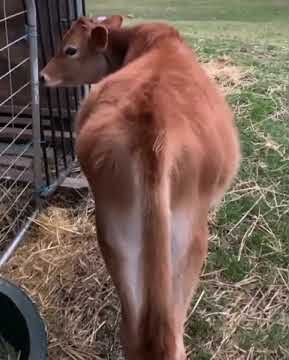 Cow fart  sound