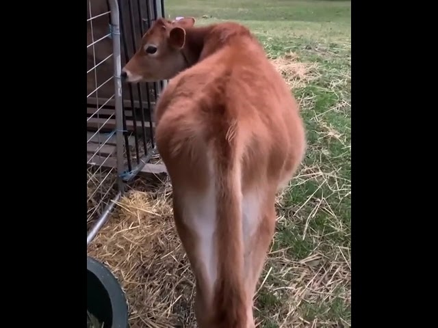 Watch Cow fart sound on YouTube Watch Cow fart sound on YouTube