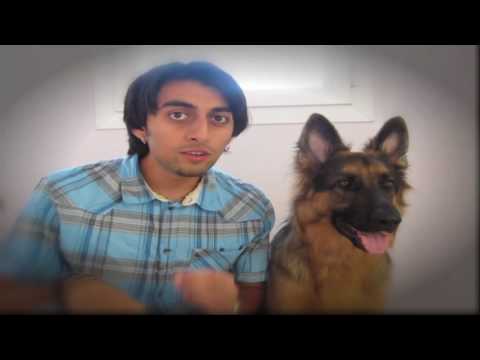 Video: Kaip naudotis „Playtime“kaip premija šunų mokymuose