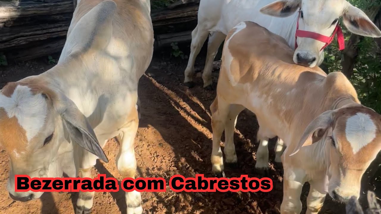 Coloquei Cabrestos nos Bezerros | Rotina na Roça 