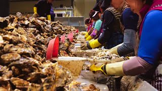 Oyster Bonanza! Fisherman Reels in Thousands of Pounds, Joy Unspeakable | Asian Food Stories