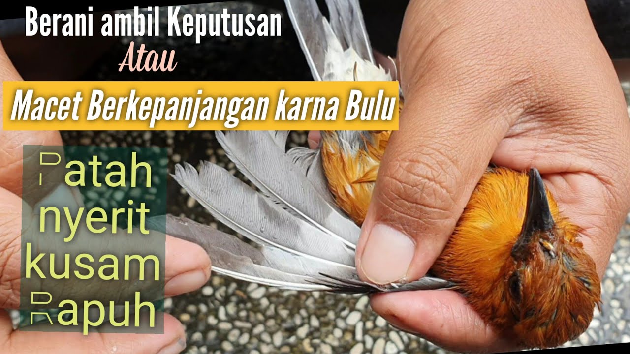 MACET BERKEPANJANGAN ,GALAK,ANIS MERAH , matuk matuk   Bulu rapuh ,patah , nyerit