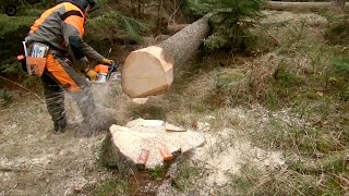 Stihl MS 362 in nice forest