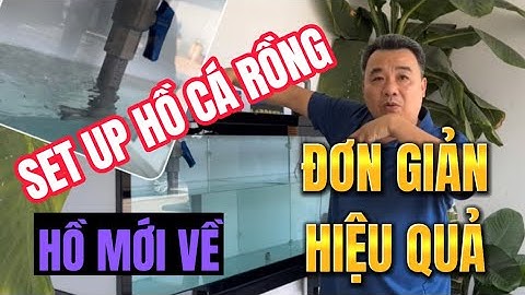 Hướng dẫn cách nuôi cá rồng năm 2024