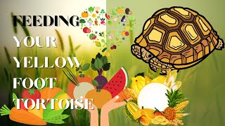 What Feeding Your Yellow Foot Tortoise
