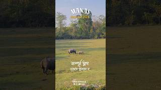 Experience Manas National Park Safari #shorts #gilehriyaan