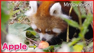 Red Panda ｌike Apple リンゴ取られちゃった赤ちゃんレッサーパンダ