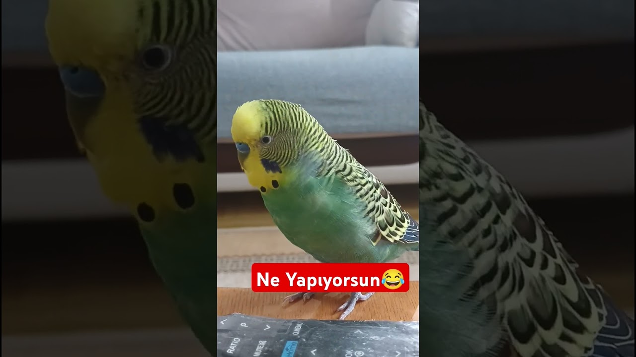 Ne Yapıyorsun Babacım 😊 #muhabbetkuşufıstık #muhabbetkuslari #muhabbetkuşu #birds #parrot #cute