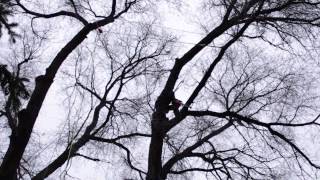 Elm rigging