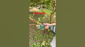 Kéo Cắt Cành Dekton M21-McC40 Siêu Khoẻ #keocatcanhdekton #keocatcanhpin #keocatcanh #binhphat