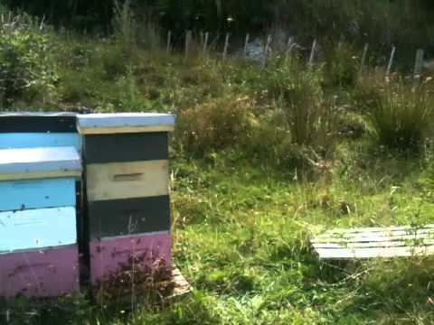 Bees at Marokopa Apiary - video from Sweetree Honey
