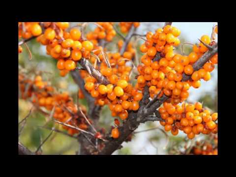 Vídeo: Composición Química Completa Del Espino Amarillo