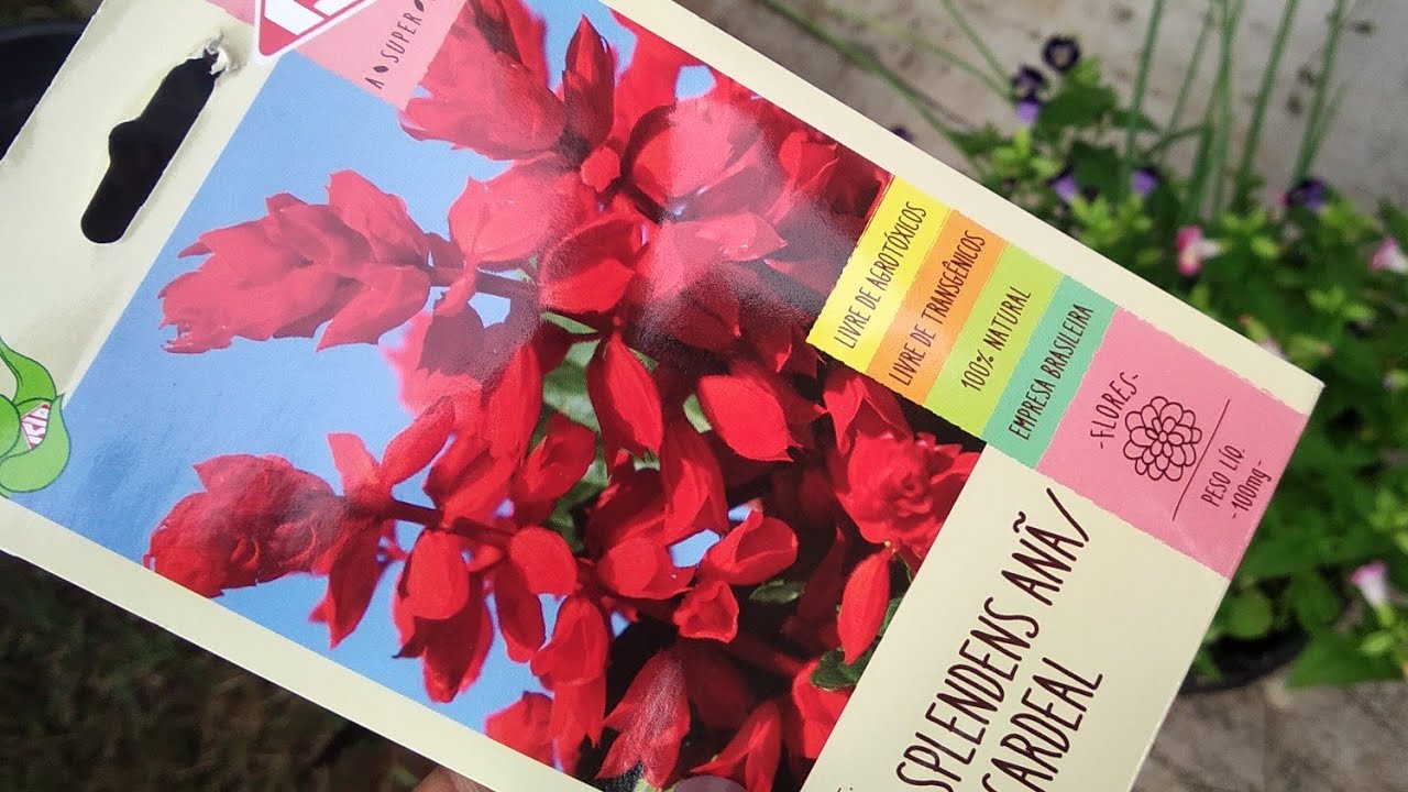 COMO PLANTAR SEMENTES DE SÁLVIA