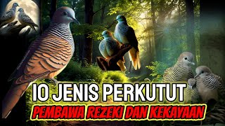 MITOS DAN CIRI2 PERKUTUT PEMBAWA REJEKI DAN KEBERUNTUNGAN